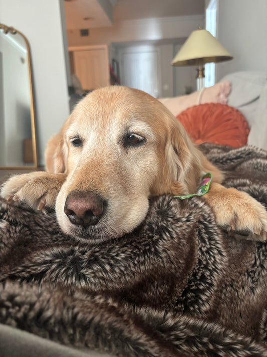 Happy Dogs for the Soul